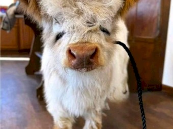 Purebred Highland Heifer – Calm Temperament