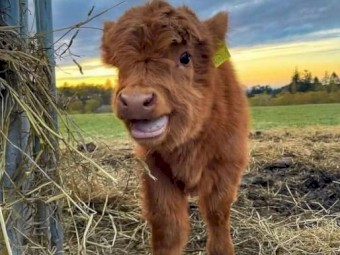  purebred Highland Heifer