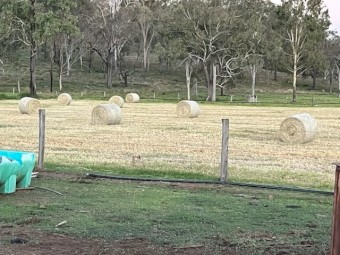  Shedded end of season  Bluegrass  Pasture Hay 4^4 