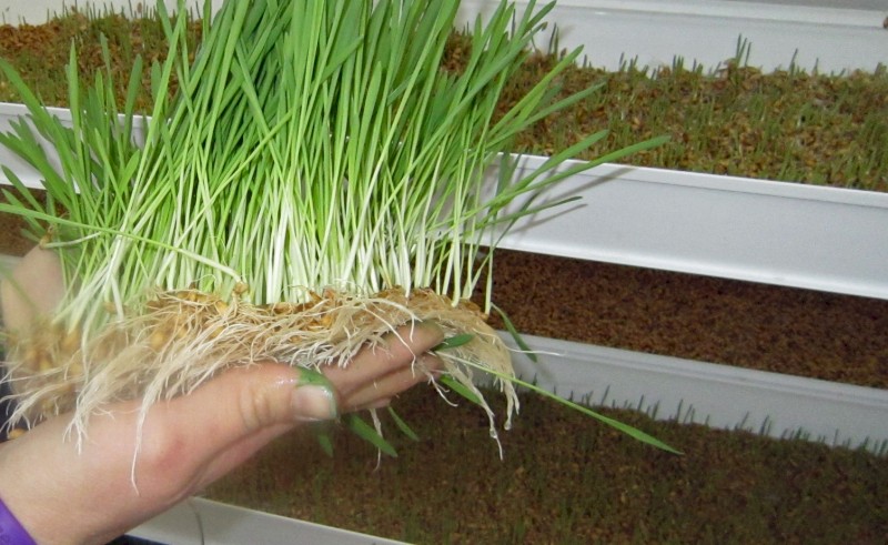 Droughtproof your feed - commercial barley fodder setup