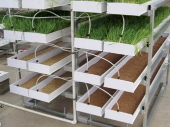 Droughtproof your feed - commercial barley fodder setup