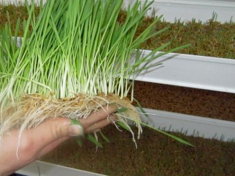 Droughtproof your feed - commercial barley fodder setup