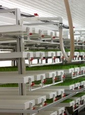 Droughtproof your feed - commercial barley fodder setup