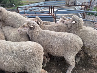 Merino ewes