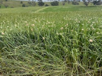 Haylage/Silage for sale