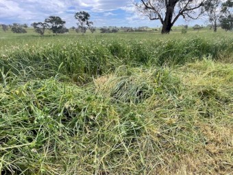 Haylage/Silage for sale