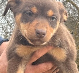 Kelpie pups 8 weeks ready to go