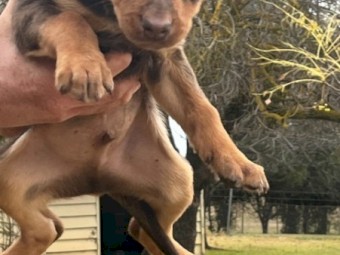 Kelpie pups 8 weeks ready to go