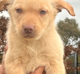 Kelpie pups 8 weeks ready to go
