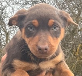 Kelpie pups 8 weeks ready to go