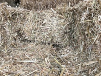 Oaten Hay Horse Quality