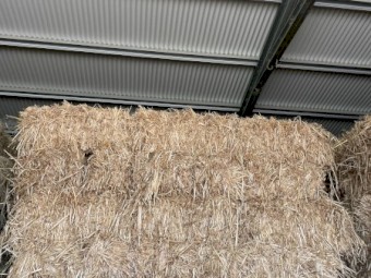 Oaten Hay Horse Quality