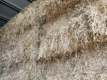 Oaten Hay Horse Quality