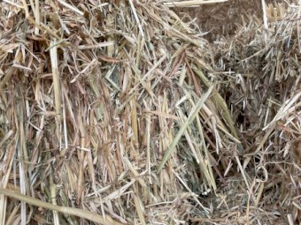 Oaten Hay Horse Quality