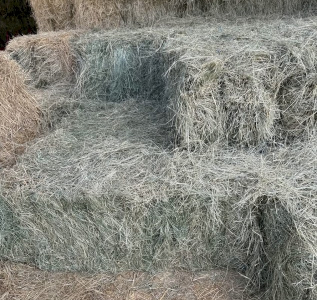 Teff Hay Horse Quality