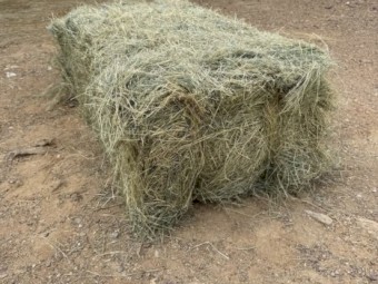 Teff Hay Horse Quality