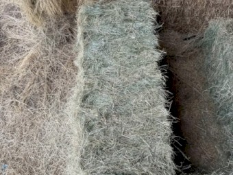 Teff Hay Horse Quality