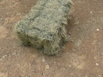 Teff Hay Horse Quality