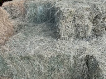 Teff Hay Horse Quality
