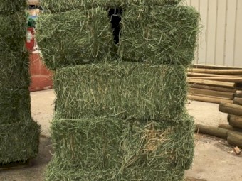Premium Lucerne Hay for Sale – Fresh, Green & Nutrient-Rich! 