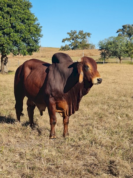 BRAHMAN BULL 3½yo - WILARANDY RANCHER
