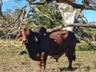 BRAHMAN BULL 3½yo - WILARANDY RANCHER