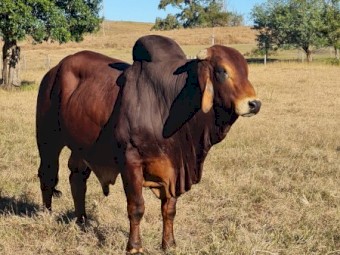 BRAHMAN BULL 3½yo - WILARANDY RANCHER