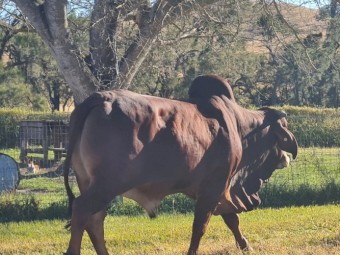 BRAHMAN BULL 3½yo - WILARANDY RANCHER