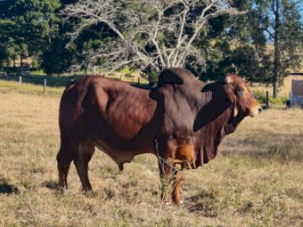 BRAHMAN BULL 3½yo - WILARANDY RANCHER