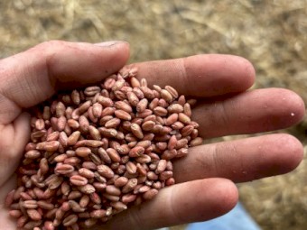 Calibre wheat seed