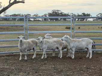Australian White Flock Rams 