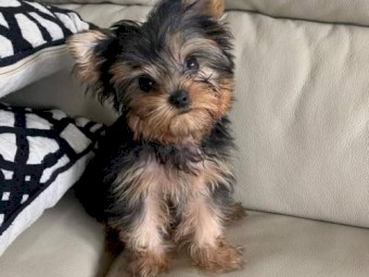 Mini Toy Yorkshire Puppies Gift