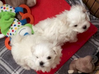Beautiful litter of mini Maltese bichon puppies for adoption