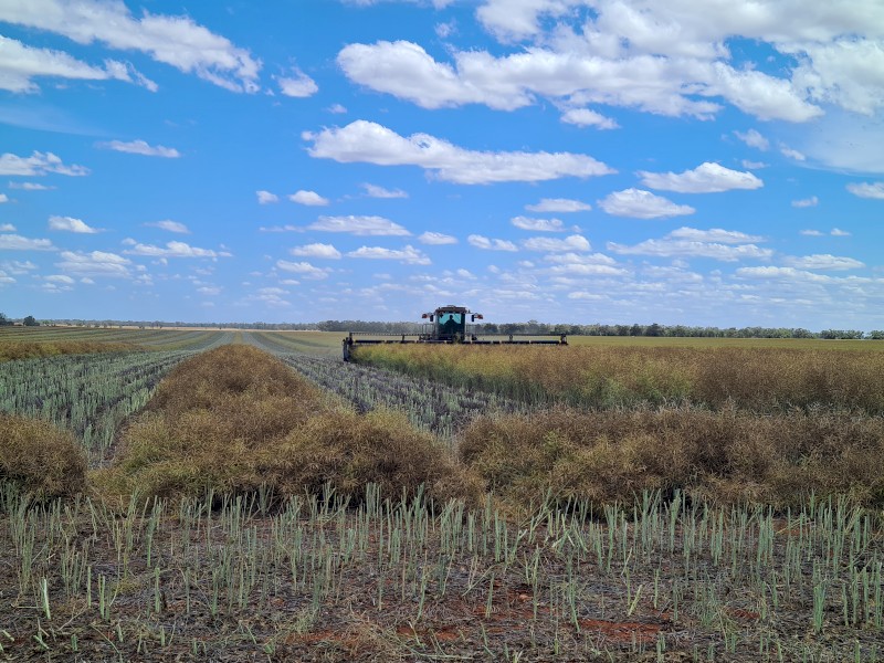 Windrowers Available For 2025 Harvest 