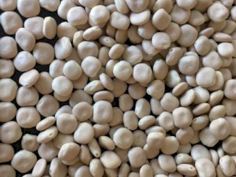 Premium quality Lupins