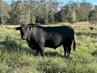 Ultrablack Bulls for sale