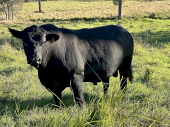 Ultrablack Bulls for sale