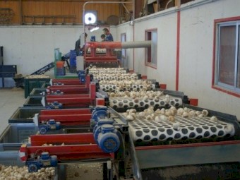 JJ Broch Garlic Bulb Grader