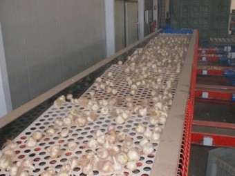 JJ Broch Garlic Bulb Grader