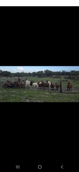 Goats varied ages  located in Capel