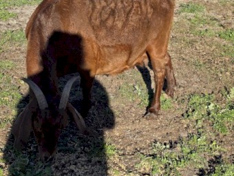 Goats varied ages  located in Capel