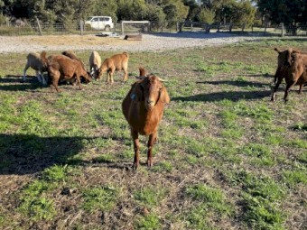 Goats varied ages  located in Capel