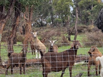 Goats varied ages  located in Capel