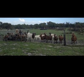 Goats varied ages  located in Capel