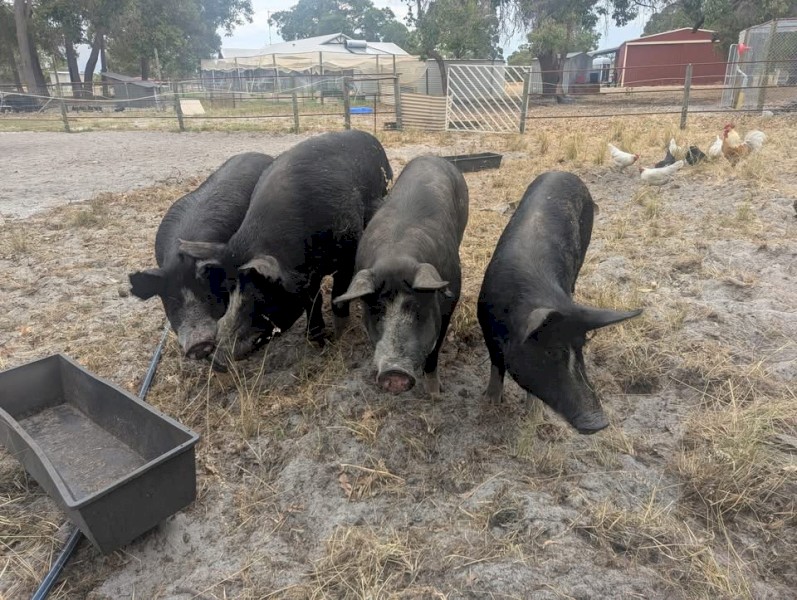 WANTED Berkshire Boar