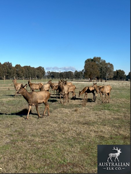 Elk Bulls/Cows 6 months old 