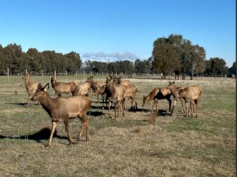 Elk Bulls/Cows 6 months old 