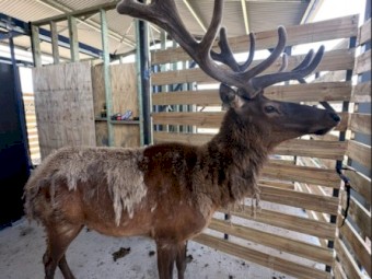 Elk Bulls/Cows 6 months old 
