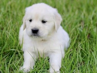 Labrador retrieved puppies 