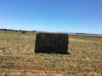Lucerne Small Square Bales